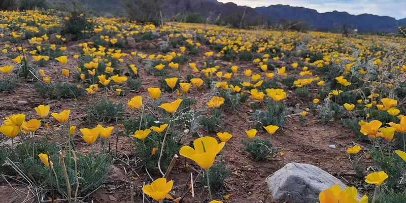 Mexican gold poppies blooming below the Franklin Mountains in Northeast El Paso.